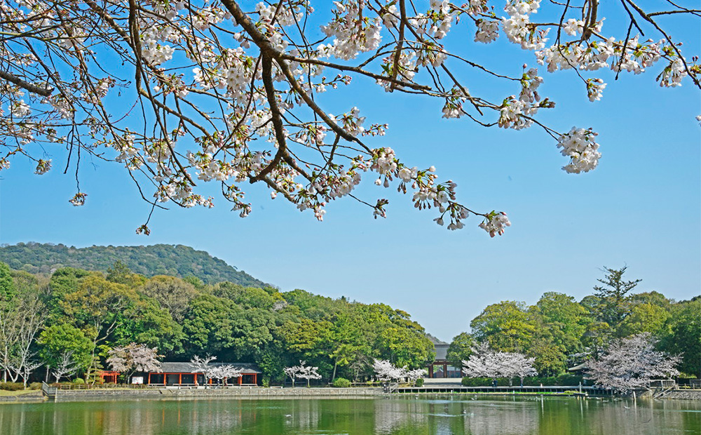 橿原神宮 境内の見どころ 深田池